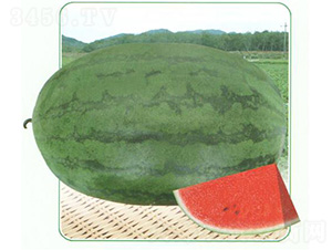 ����������-���ϷN��-��̩�_(d��)