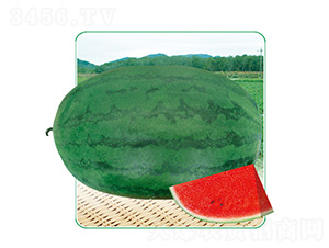 ������-���ϷN��-��̩�_(d��)