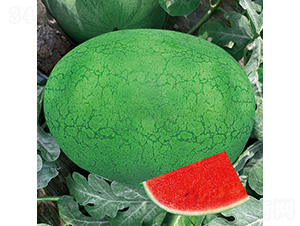 �G��2̖(h��o)����-���ϷN��-��̩�_(d��)