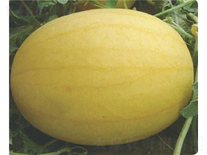 �������-���ϷN��-��̩�_(d��)