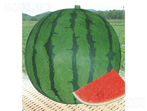 ��������-���ϷN��-��̩�_(d��)