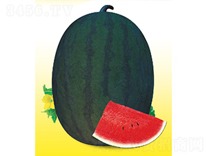 ������������-���ϷN��-��̩�_(d��)