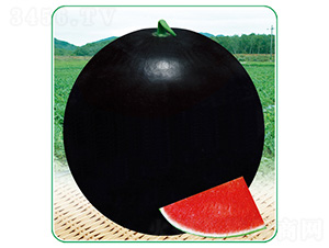 �ڼ���-���ϷN��-��̩�_(d��)