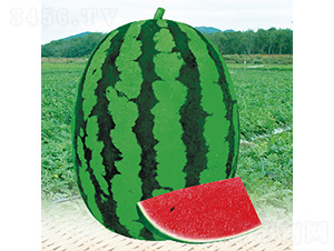 ������̖(h��o)����-���ϷN��-��̩�_(d��)