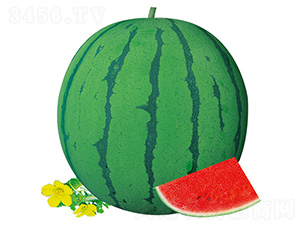 �S��16̖(h��o)-���ϷN��-��̩�_(d��)