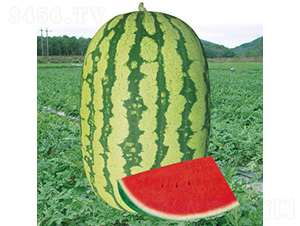 ��t�����̖����-���ϷN��-��̩�_