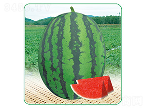 ��һ����-���ϷN��-��̩�_