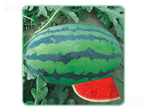 ������̖-���ϷN��-��̩�_