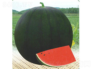 ���_һ̖����-���ϷN��-��̩�_