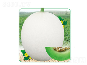 �y����-��ϷN��-��̩�_