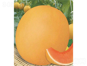 �t�Ƕ�̖(h��o)���-��ϷN��-��̩�_(d��)