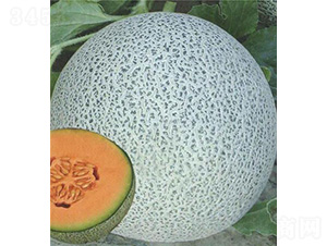 �t�ی����-��ϷN��-��̩�_(d��)