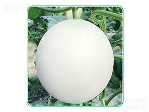 ����t��-��ϷN��-��̩�_(d��)