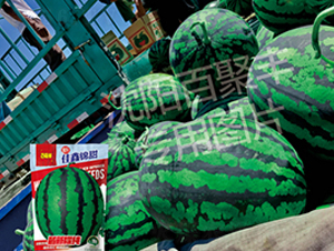 �����\��-���ϷN��-�پ��S