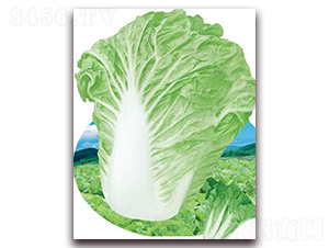 ����������̖-�ײ˷N��-�A�r�N�I(y��)