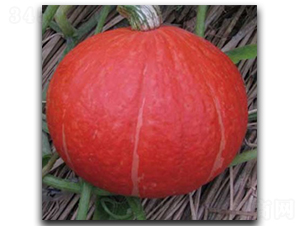 �t��Ԫ-�ϹϷN��-�մ��r(n��ng)�I(y��)