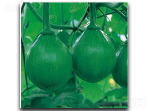 ����-�ϹϷN��-�մ��r(n��ng)�I(y��)