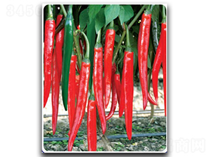 ���S�t��-�����N��-�մ��r(n��ng)�I(y��)