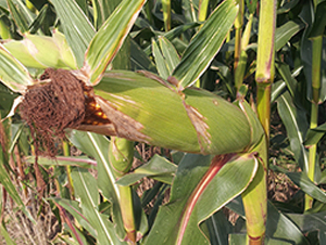 �x��73̖-���׷N��-���r(n��ng)�N�I(y��)