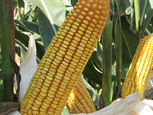 ����18-���׷N��-���r�N�I(y��)