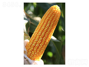 ��5̖-���׷N��-���r(n��ng)�N�I(y��)