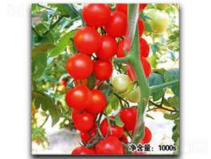 �Z��11048-���ѷN��-�մ��r(n��ng)�I(y��)