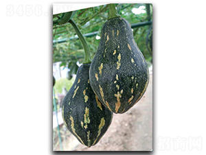 �����Ϲ�-�ϹϷN��-����N��