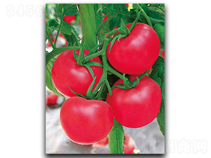 ����X-8-���ѷN��-����N��