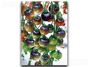 �������-���ѷN��-����N��