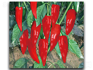 �烞(y��u)���r��-�����N��-����N��