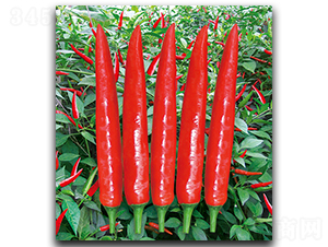 ̩���G�t809-�����N��-����N��