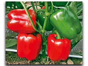 ��������118-�����N��-����N��