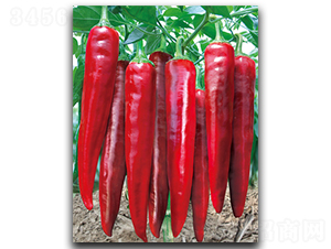 �����(y��u)�ɼt-�����N��-����N��