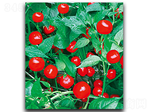 ����S-115-�����N��-����N��