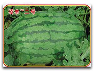 ���S��̖-���ϷN��-�s�S�N�I(y��)