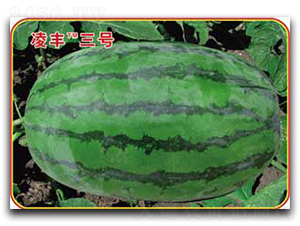 ���S��̖-���ϷN��-�s�S�N�I(y��)