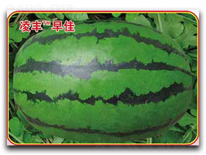 ���S���-���ϷN��-�s�S�N�I(y��)