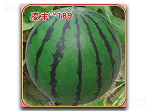 ���S189-���ϷN��-�s�S�N�I(y��)