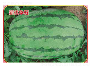 ��(y��u)�A��-���ϷN��-�s�S�N�I(y��)