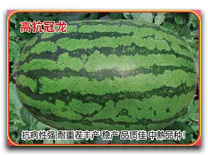 �߿�����-���ϷN��-�s�S�N�I(y��)