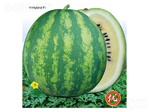 ��S׃��1̖(h��o)-���ϷN��-�s�S�N�I(y��)