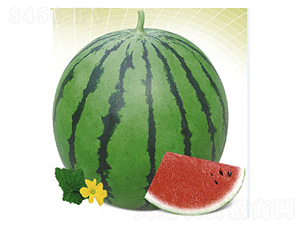 ����-���ϷN��-�s�S�N�I(y��)