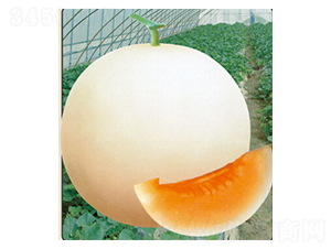 ѩ�t��-��ϷN��-�s�S�N�I(y��)