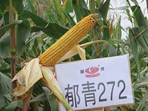 ����272-���׷N��-��ʥ�̷N�I(y��)