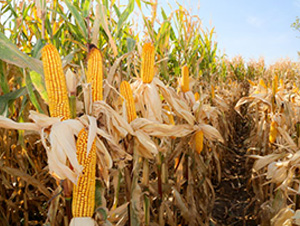 ����M03-���׷N��-��ʥ�̷N�I(y��)