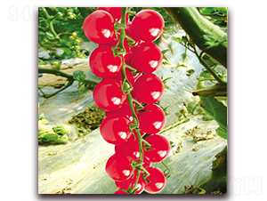 �A��С���ѣ�572��-���ѷN��-�����r(n��ng)