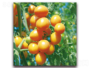 �S�С���ѣ�571��-���ѷN��-�����r(n��ng)