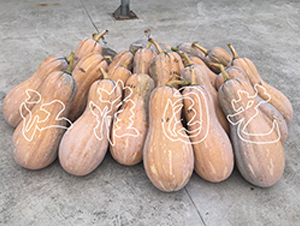 �����۱�-�ϹϷN��-�����@ˇ