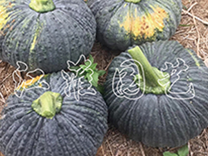 �P��203-�ϹϷN��-�����@ˇ