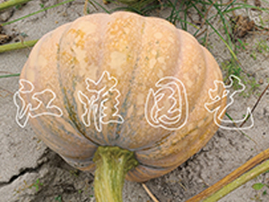 �P��204-�ϹϷN��-�����@ˇ